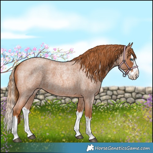 Horse Color:Red Roan Splash 