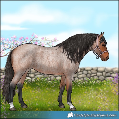 Horse Color:Bay Roan