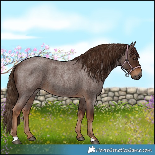 Horse Color:Gray Red Roan 