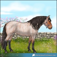 Horse Color:Bay Roan 