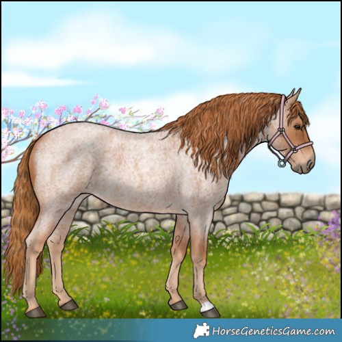 Horse Color:Red Roan 