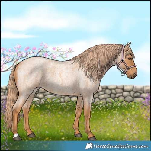 Horse Color:Red Roan 