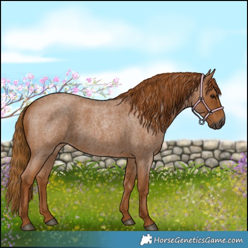 Horse Color:Gray Red Roan 