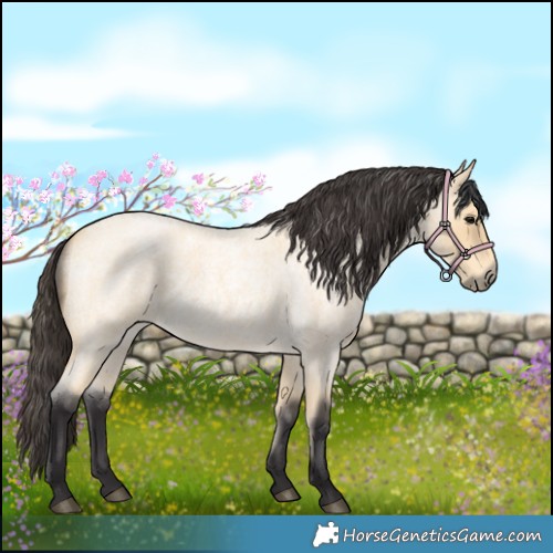 Horse Color:Buckskin Roan 