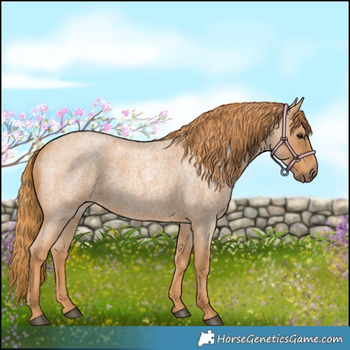 Horse Color:Red Roan 