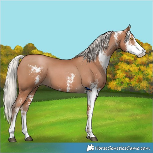 Horse Color:Silver Black Pearl Sabino 