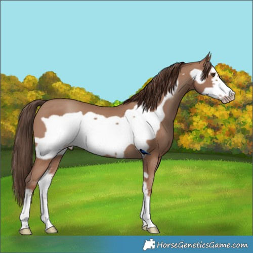 Horse Color:Classic Champagne Sabino Frame