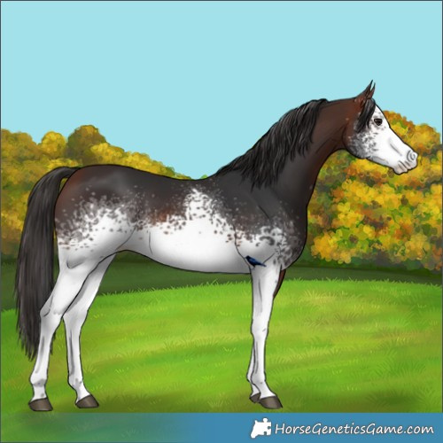 Horse Color:White Spotted Bay 