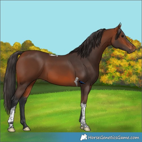 Horse Color:Bay Tobiano Rabicano 
