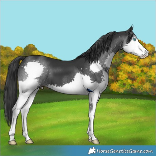 Horse Color:Black Splash 
