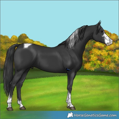 Horse Color:Black Sabino Tobiano 