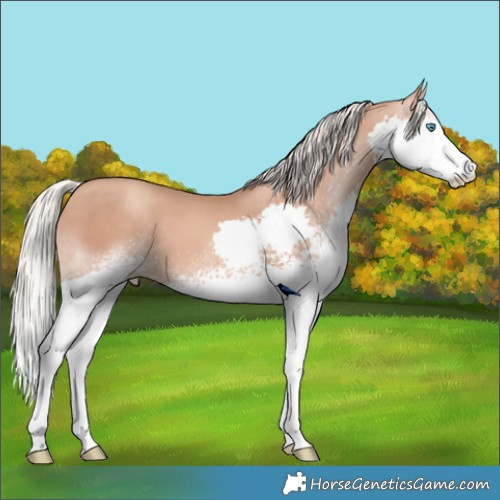Horse Color:White Spotted Silver Sable Champagne Sabino Splash 
