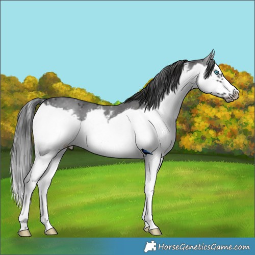Horse Color:Black Sabino Splash Frame 