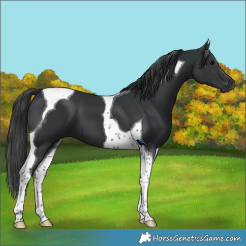 Horse Color:Black Tobiano 