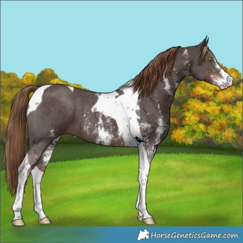 Horse Color:Liver Chestnut Sabino Tobiano 