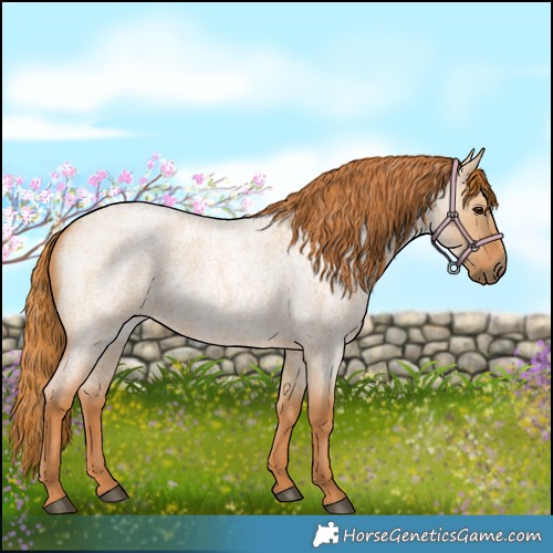 Horse Color:Red Dun Roan
