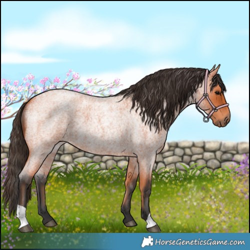 Horse Color:Bay Roan 