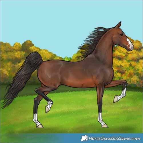 Horse Color:Bay 