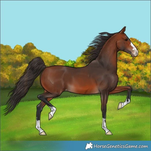 Horse Color:Bay Skewed Appaloosa 