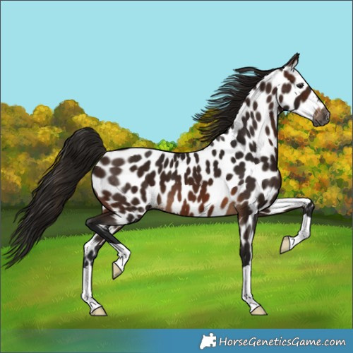 Horse Color:Gray Bay Appaloosa 