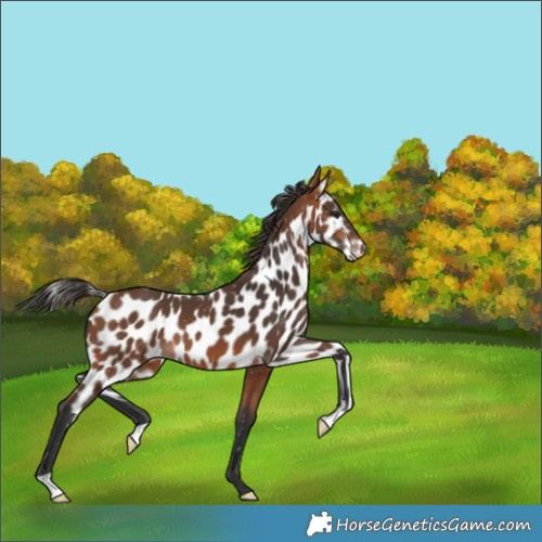 Horse Color:Bay Skewed Appaloosa 