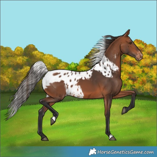 Horse Color:Bay Skewed Appaloosa 