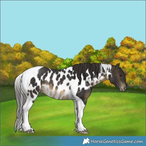 Horse Color:Buckskin Tobiano Skewed LP Spotted Rabicano