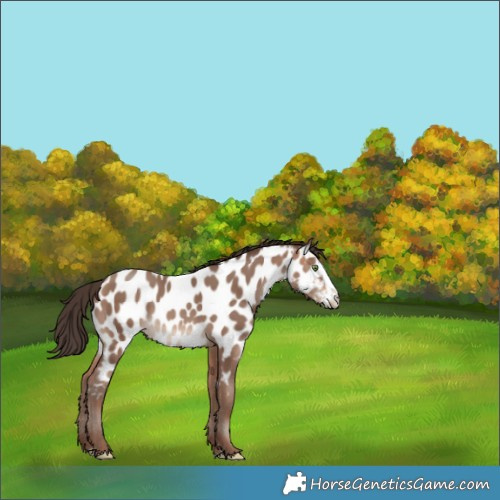 Horse Color:Sable Champagne Splash Near Leopard Rabicano