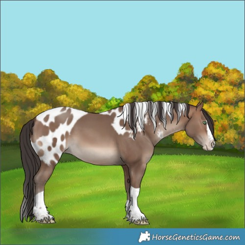 Horse Color:Sable Champagne Sabino Splash Tobiano Skewed LP Spotted Rabicano 