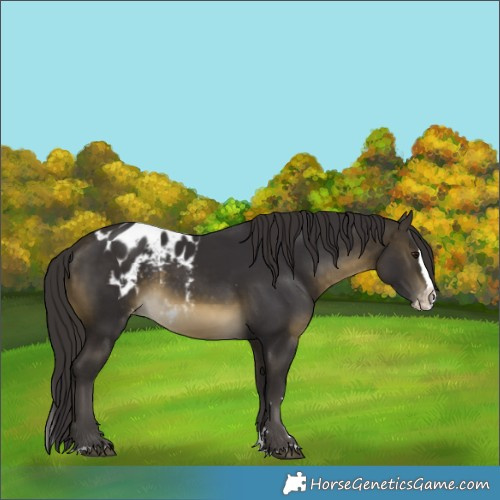 Horse Color:Buckskin Splash Skewed LP Spotted Rabicano 