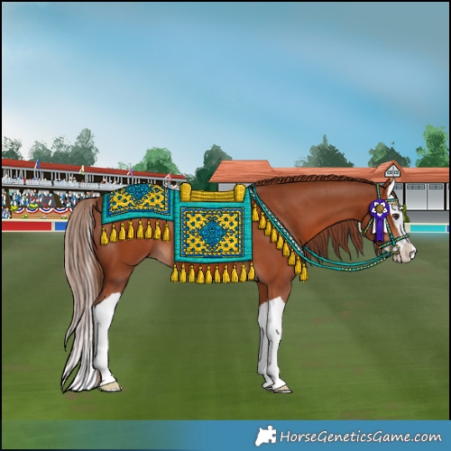 Horse Color:Chestnut Splash 