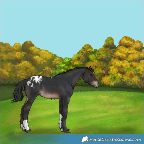 Horse Color:Brown Tobiano Skewed LP Spotted Rabicano