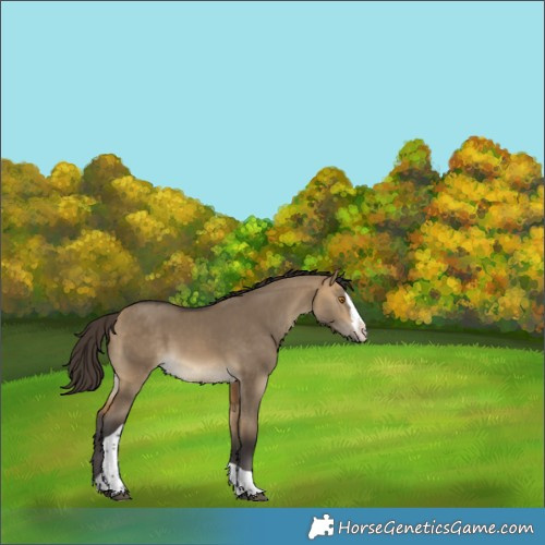 Horse Color:Buckskin Dun Splash Tobiano Rabicano 