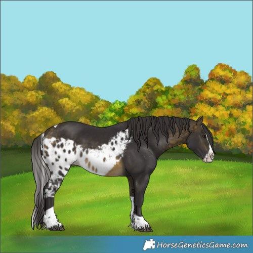 Horse Color:Buckskin Splash Tobiano Skewed LP Spotted Rabicano 