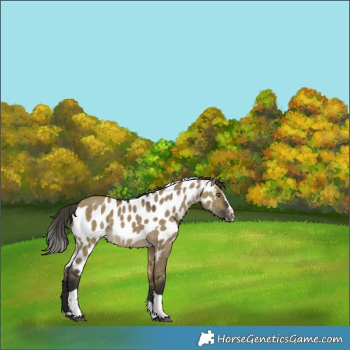 Horse Color:Buckskin Dun Splash Tobiano Skewed Appaloosa Rabicano 