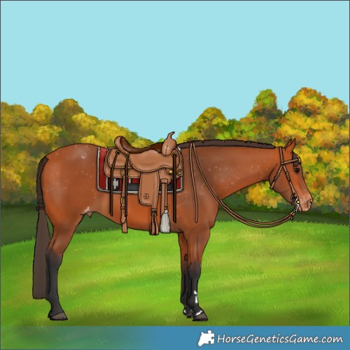 Horse Color:Unknown 