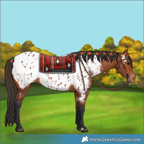 Horse Color:Bay Appaloosa 