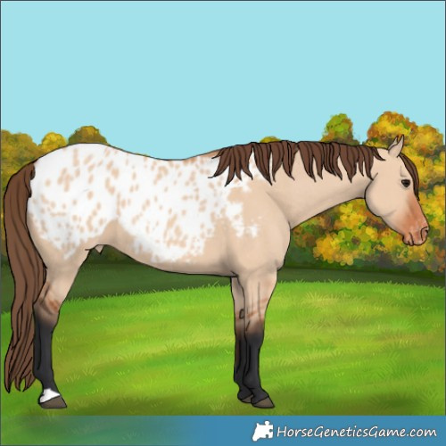 Horse Color:Bay Dun Appaloosa 