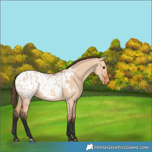 Horse Color:Bay Dun Appaloosa 