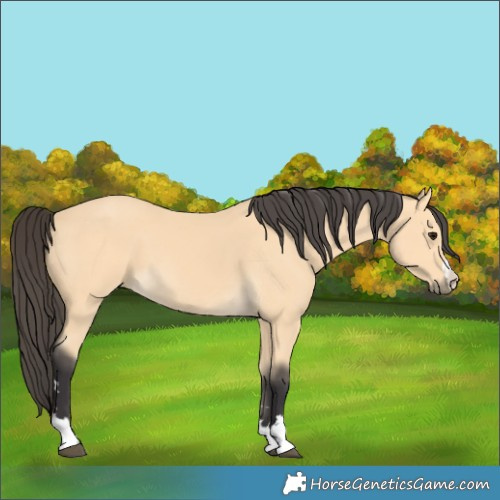 Horse Color:Buckskin
