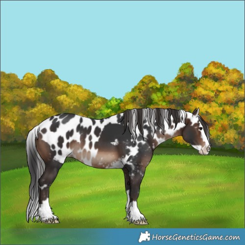 Horse Color:Brown Splash Skewed LP Spotted Rabicano 