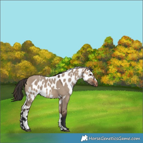 Horse Color:Bay Dun Tobiano Skewed Appaloosa Rabicano 