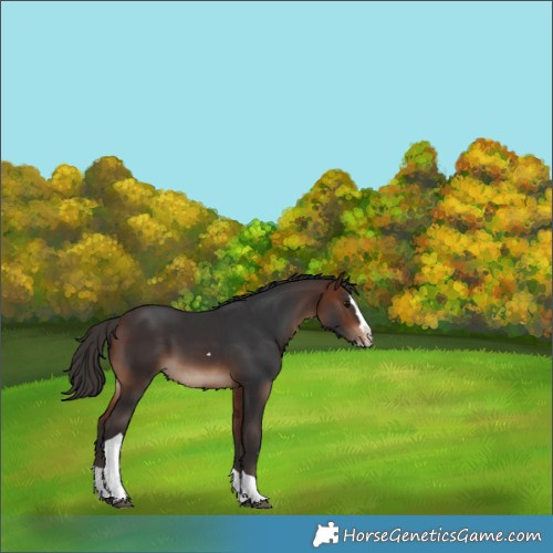 Horse Color:Bay Splash Tobiano Rabicano 