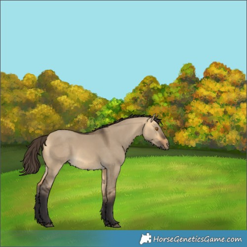 Horse Color:Buckskin Dun Rabicano