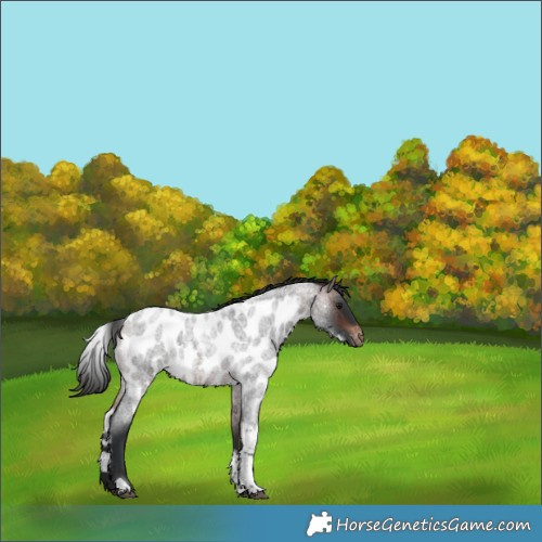 Horse Color:Brown Roan Tobiano Skewed Appaloosa Rabicano 