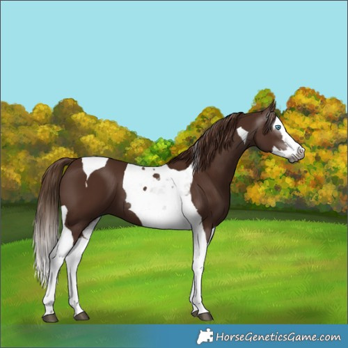 Horse Color:Gray Chestnut Splash Tobiano 