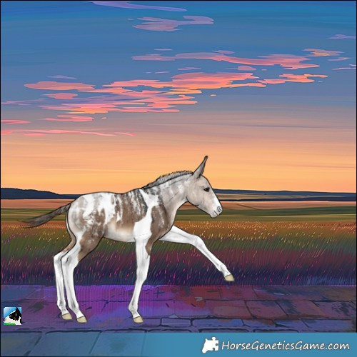 Horse Color:Powder White Bay Dun Tobiano Appaloosa Brindle 
