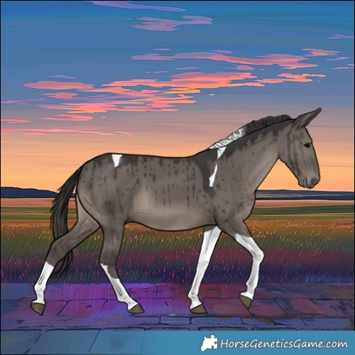 Horse Color:Smoky Grullo Tobiano Brindle
