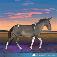 Horse Color:Smoky Grullo Tobiano Brindle 