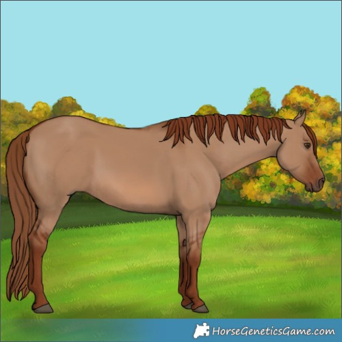 Horse Color:Red Dun 